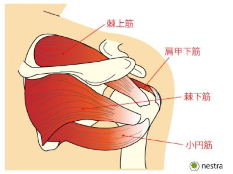 肩の痛みについて