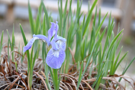 戸畑あやめの花が咲きました！