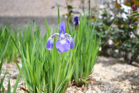 今年も無事に「戸畑あやめ」の花が咲きました！